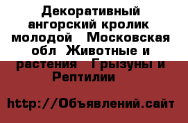 Декоративный ангорский кролик, молодой - Московская обл. Животные и растения » Грызуны и Рептилии   